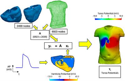 ECG Imaging to Detect the Site of Ventricular Ischemia Using Torso Electrodes: A Computational Study